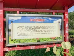 -莲花池公园