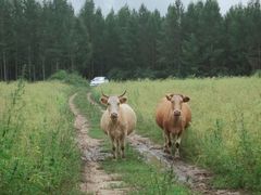-塞罕坝国家级自然保护区