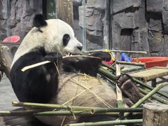 -栾川竹海野生动物园