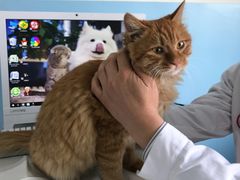 -瑞派福兴宠物医院犬猫全科·骨科·中西医结合(河东店)