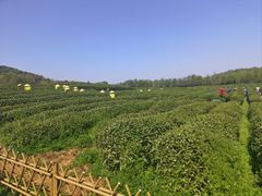 -中国茶叶博物馆(双峰馆区)