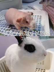 -Moni星球萌宠·小马宝莉·灵蛇·高端高阶全萌宠互动体验俱乐部(红豆国际广场店)