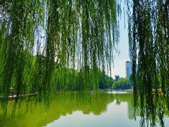 -莲湖公园