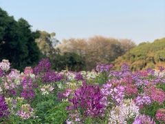 -松山湖梦幻百花洲