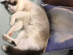 -喵的天空名猫咖啡馆·撸猫·猫舍·用品