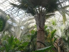 -呀路古热带植物园