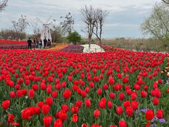 -泗洪洪泽湖湿地景区