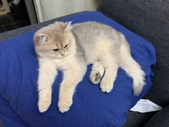 -唐小姐の猫狗洗护·购宠旗舰店(周浦万达店)