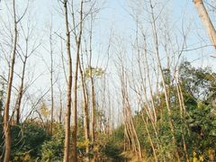 -上海佘山国家森林公园西佘山园