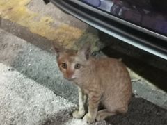 -三叔煮意