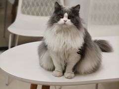 -团子家猫咪猫咖馆·柯基·柯尔鸭