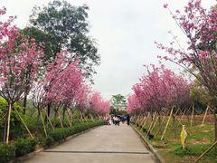 -天适樱花悠乐园
