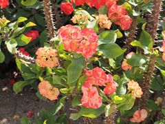 -深圳仙湖植物园