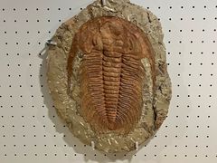 -辽宁古生物博物馆