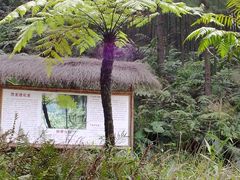 -森波拉火山温泉