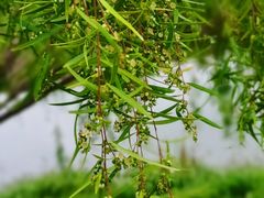 -东莞植物园