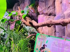 -正佳雨林生态植物园