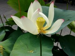 -普陀山风景名胜区-法雨禅寺