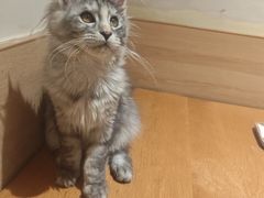 -滚猫咖啡·猫咖·猫友好撸猫(未来城店)