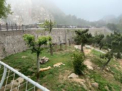 -西霞口神雕山野生动物世界