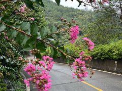 -雁南飞茶田景区