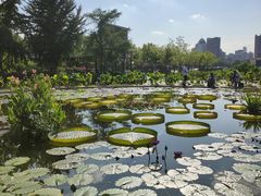 -莲花池公园