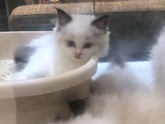 -藏猫猫咖啡主题馆(中央大道店)