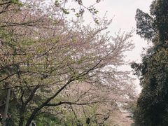 -武汉大学-樱园