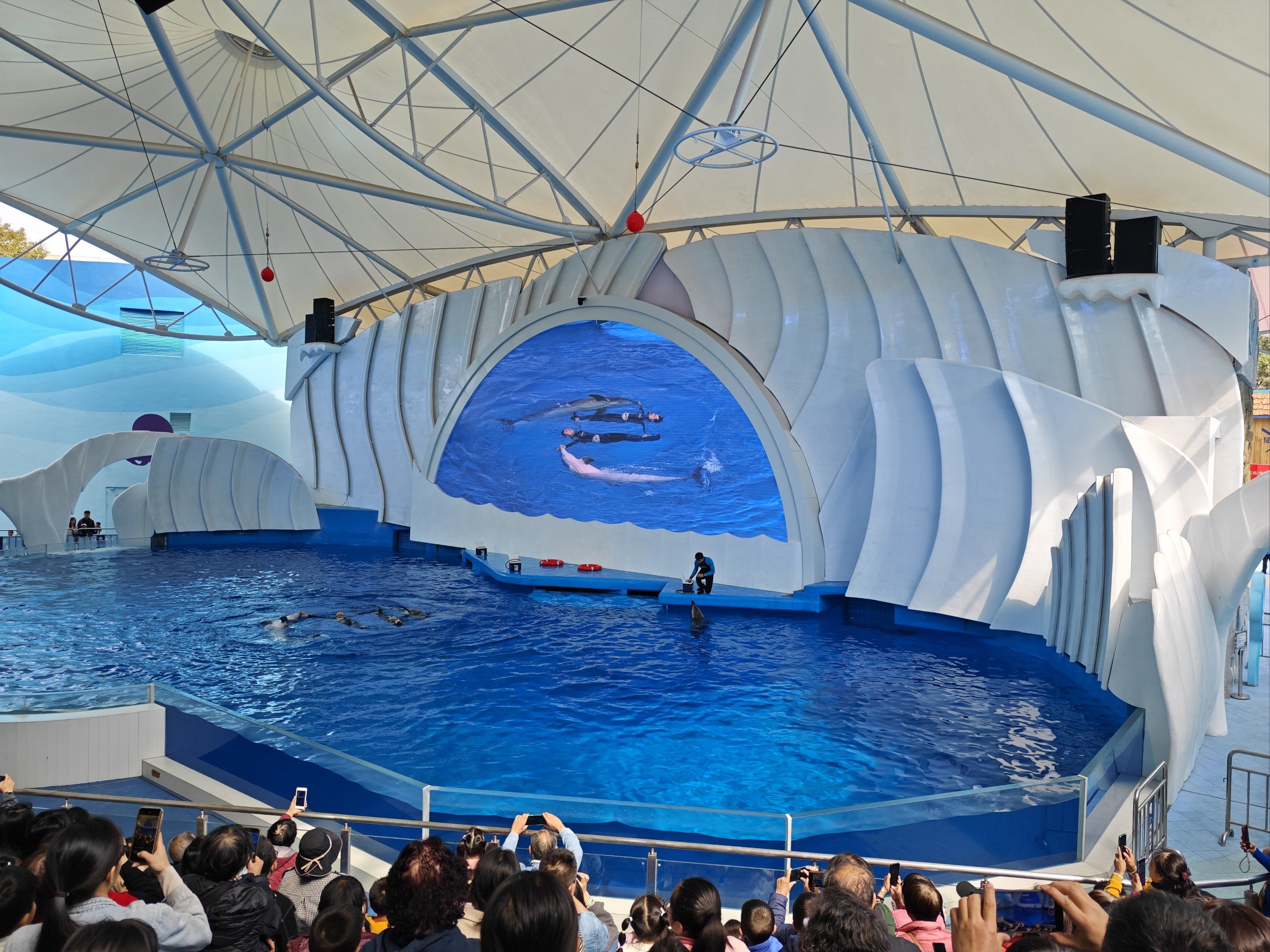 表演棒棒的,海洋馆面积不大但表演各有千秋