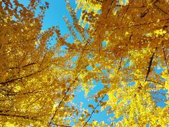 -长白岛森林公园