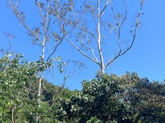 -广州白江湖森林公园