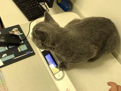 -爱诺耐芙动物医院(万博店)