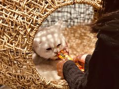 -飞行喵MR PILOT|猫舍·猫咖(静安大融城店)