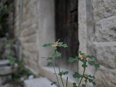 -草庵摩尼教遗址公园