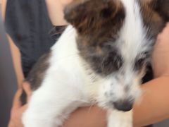 -瑞派伍一宠物医院·眼科·骨科·猫科转诊中心(马王堆院)