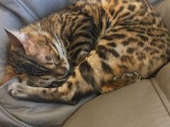 -飞行喵MR PILOT|猫舍·猫咖(静安大融城店)