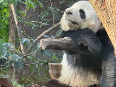 -成都动物园