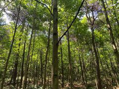 -铁山坪森林公园