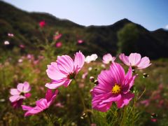 -白河湾生态旅游一条川