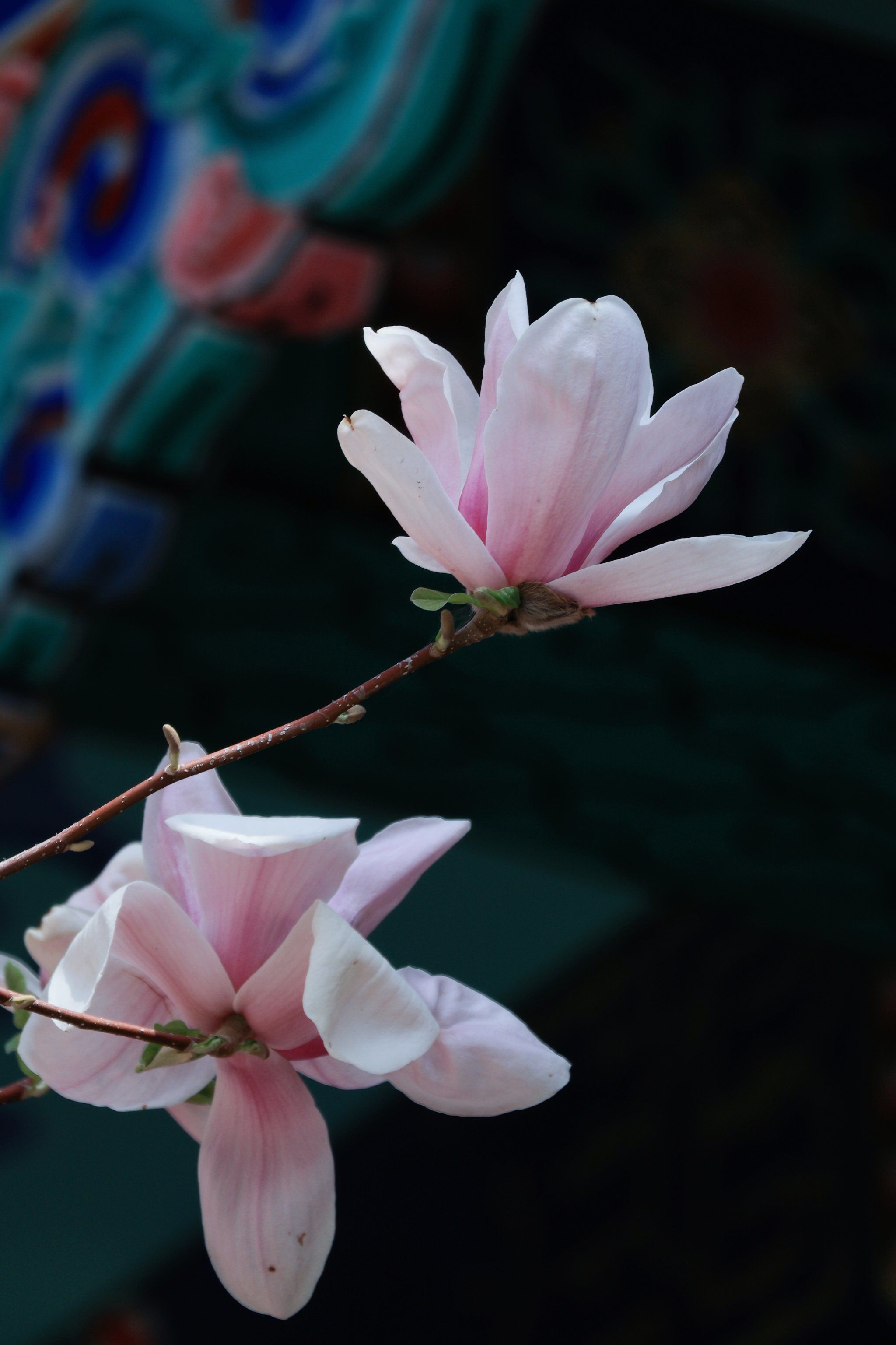 沈阳的玉兰花