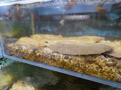 -海九澎湖海鲜餐厅