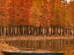 -白鹭湾湿地公园