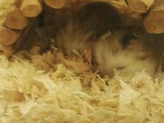 -龙猫仔乐园(惠福东路店)