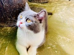 -猫猫幼稚园·撸猫·桌游·电玩