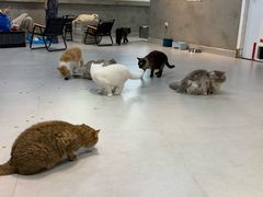 -Heymao猫咖.咖啡厅(东门店)
