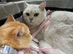 -瑞派名望24h动物医院异宠专科·猫专科·骨科·重症监护分院