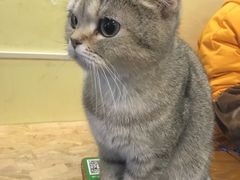 -猫色咖啡·猫咖