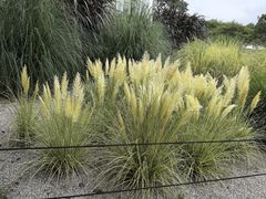 -昆明植物园