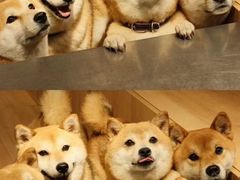 -是阿柴呀！柴犬咖啡·爱喵喵猫咖
