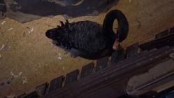 -酷嗒动物文化乐园(cutezoo西溪乐天城店)